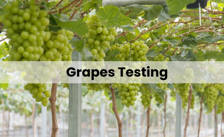 Grapes Export Testing | Envirocare Labs