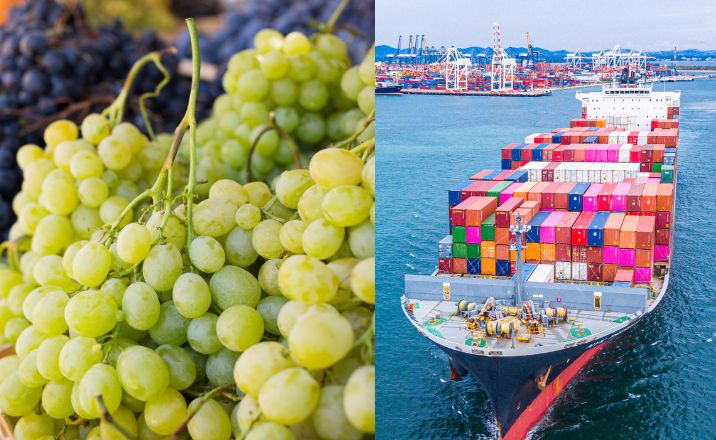 Comprehensive Guide to Exporting Grapes from India