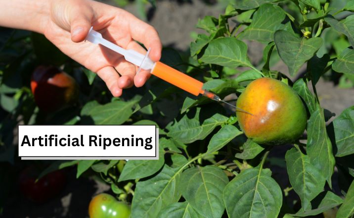 artificial ripening of fruits